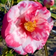Katie Variegated